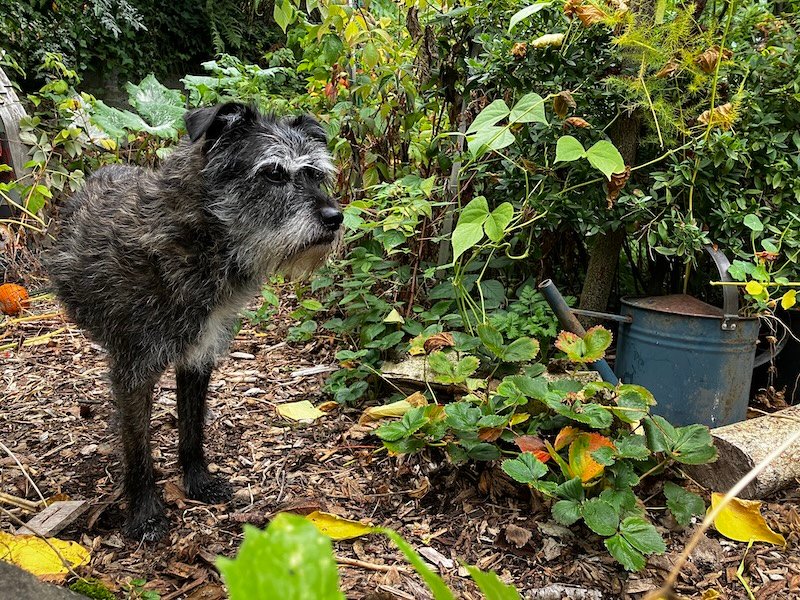 Shaggy brindle dog standing on bark chip path surrounded by green and yellow foliage